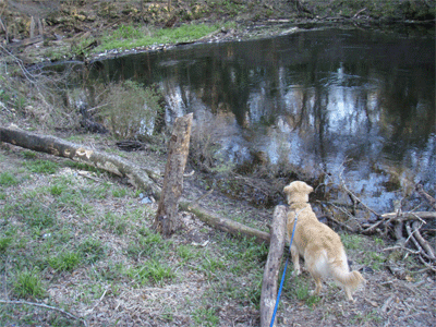 The main Aucilla Sink: "Where goeth the river?"