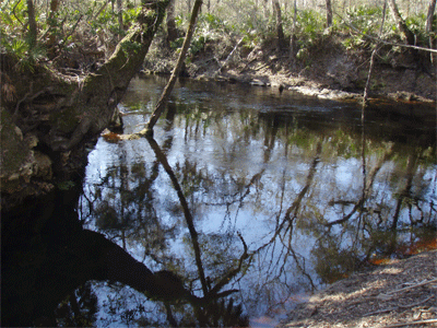 View from the South Aucilla River Campsite