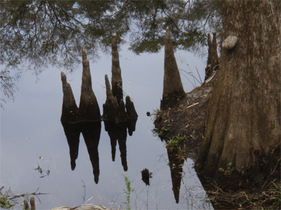 Cypress knees along the river