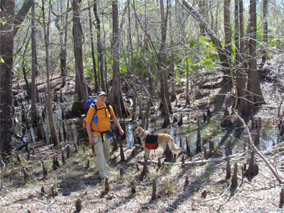 Lots of cypress knees