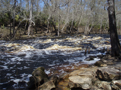 The Rapids of the Aucilla