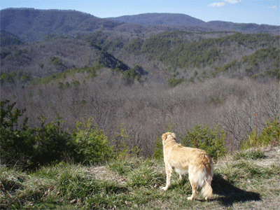 Looking toward the Unicoi Crest from the Boyd Gap Overlook