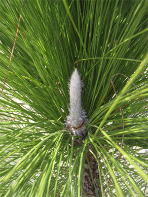 New growth on a Longleaf Pine Tree