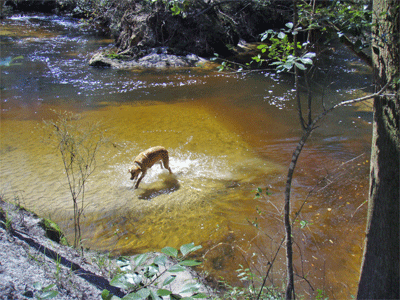 Jake playing in the creek