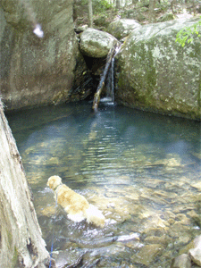 The perfect swimming hole for a dog