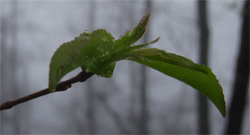 Budding of Spring