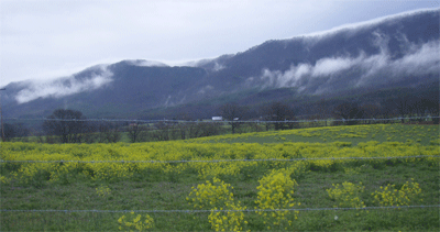 Starr Mountain in early morning fog