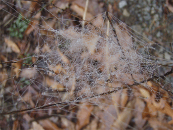 Foggy spider web