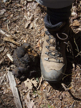 Bear Scat