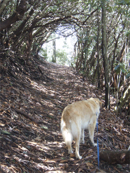 The Green Tunnel