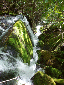 Waterfall on Ledbetter Creek