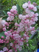 Mountain Laurel