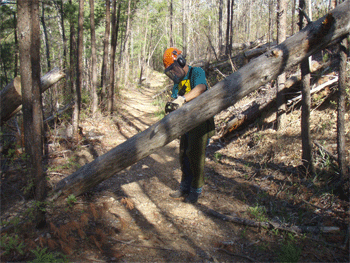 Ken Jones cutting a tree on Horse Trail 165-3