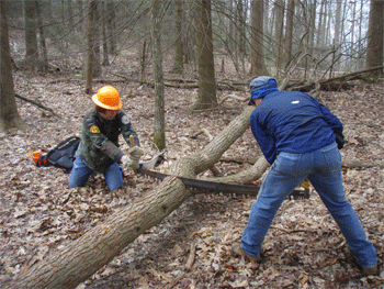 Tazz Reid and Jim Holland using the crosscut saw