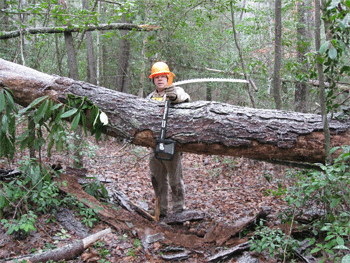 Tazz and a mighty big tree