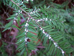 Adelgid on the hemlocks