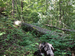 28" tree, too big for our saw