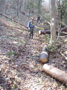 A  big tree we cut out across a switchback