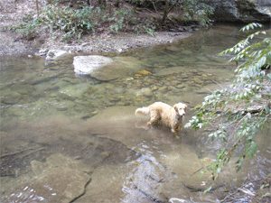 Jake playing in Wildcat Creek