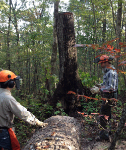 Afterwards, the tree trunk stood up