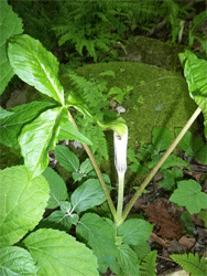 Jack-in-the-Pulpit