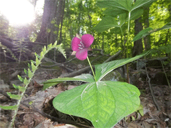 Trillium